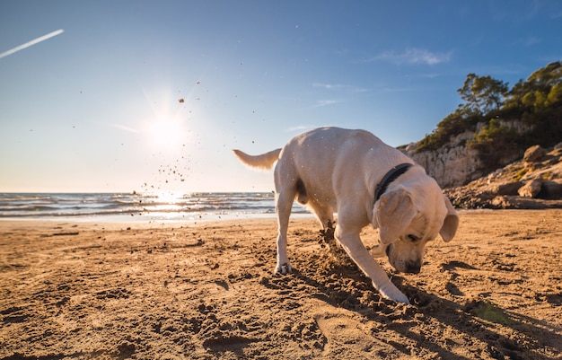 Cachorro doméstico fofo correndo e brincando na praia perto do oceano