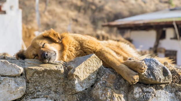 Cachorro dormindo marrom na parede de pedra