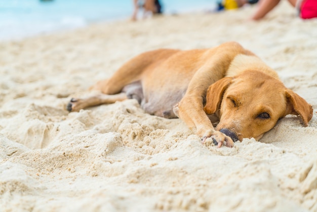 cachorro dormindo na praia