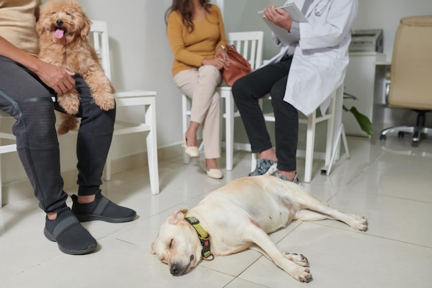 Cachorro dormindo no chão da clínica veterinária