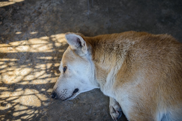 Cachorro dormindo no chão de ladrilhos