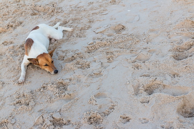 cachorro dormindo, relaxando na areia, Tailândia