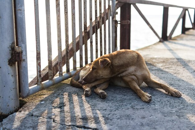 Cachorro dormindo