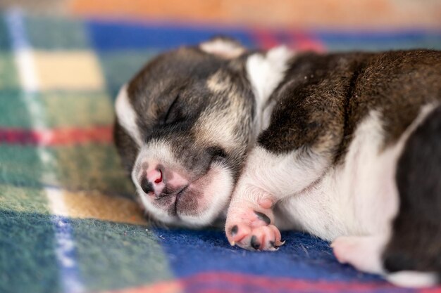 Un cachorro de dos semanas.