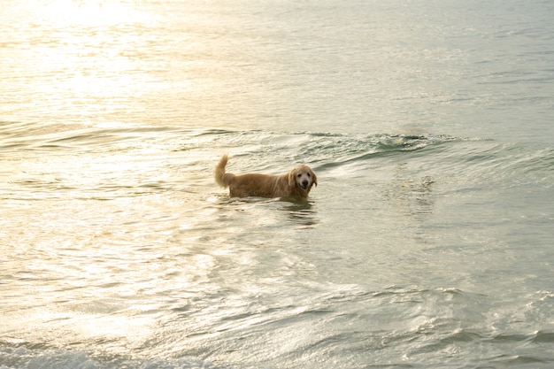 Cachorro dourado andando na praia ao pôr do sol.