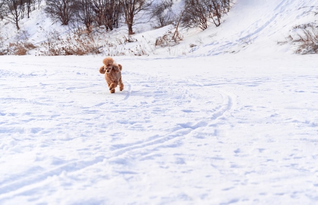 Cachorro dourado pequeno e fofo brincando na neve ao ar livre Férias em família felizes Estilo de vida de cachorro em família