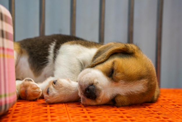 El cachorro duerme en la jaula después de correr todo el día.