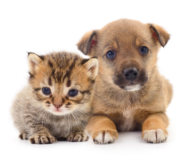 Cachorro e gatinho