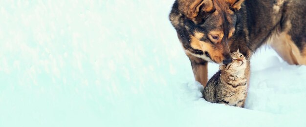 Cachorro e gato brincando juntos ao ar livre na neve banner horizontal