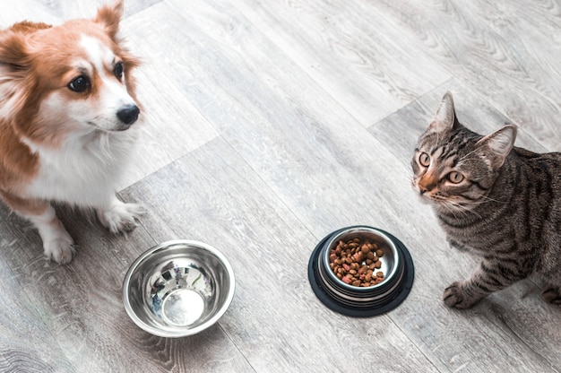 Cachorro e gato estão sentados no chão do apartamento diante de suas tigelas de comida.