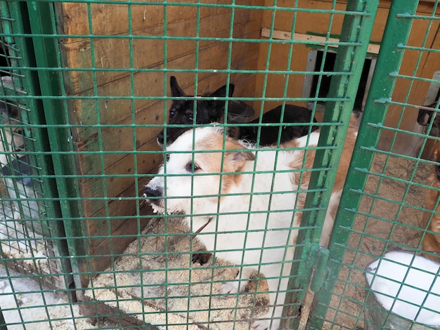 Cachorro em abrigo de animais, cachorro sem teto na gaiola