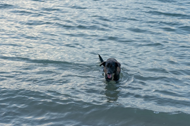 Cachorro em água doce quando o tempo quente