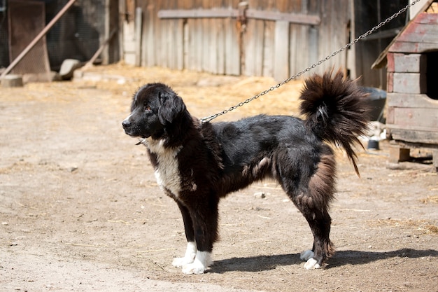 Cachorro em cativeiro