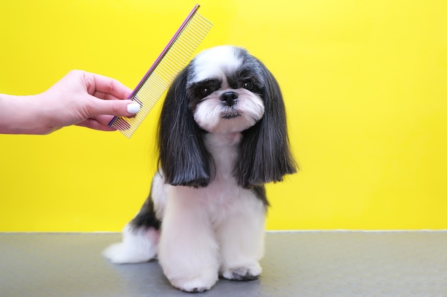 Cachorro em um salão de beleza; Corte de cabelo, pente. animal de estimação recebe tratamentos de beleza em um salão de beleza para cães. fundo amarelo