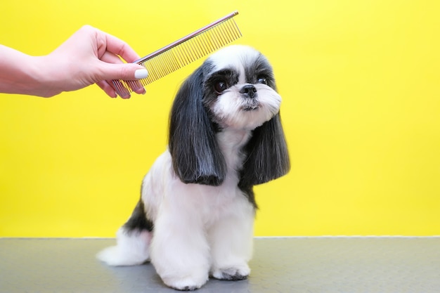 Cachorro em um salão de beleza; Corte de cabelo, pente. animal de estimação recebe tratamentos de beleza em um salão de beleza para cães. fundo amarelo