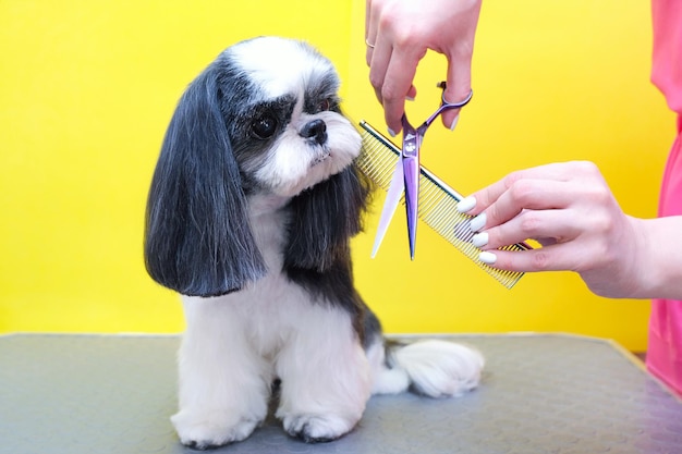 Cachorro em um salão de beleza; Corte de cabelo, pente. animal de estimação recebe tratamentos de beleza em um salão de beleza para cães. fundo amarelo