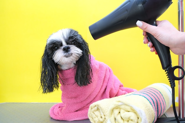 Cachorro em um salão de beleza; Corte de cabelo, pente, secador de cabelo. animal de estimação recebe tratamentos de beleza em um salão de beleza para cães. fundo amarelo