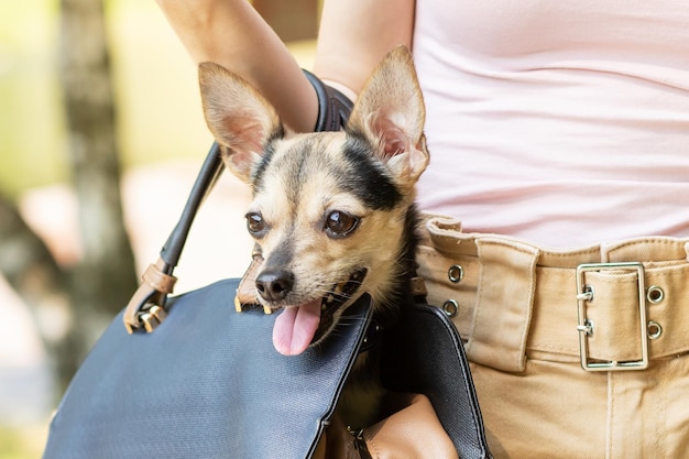 Cachorro em uma bolsa cachorrinho feliz é carregado por uma garota em uma transportadora no parque