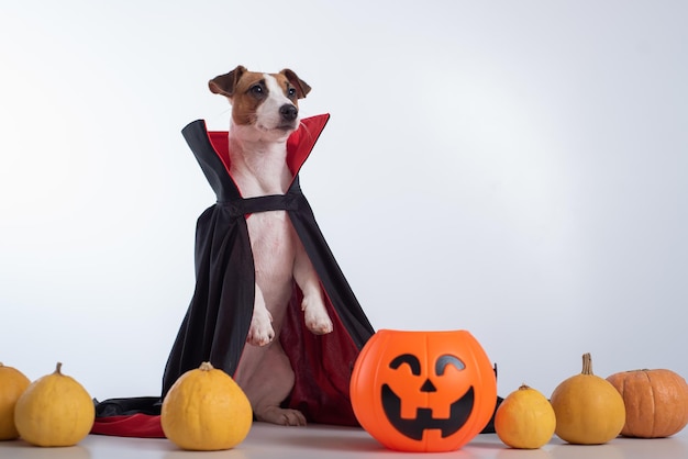 Cachorro em uma capa de vampiro e jackolantern em um fundo branco Halloween Jack Russell Terrier em fantasia de Conde Drácula