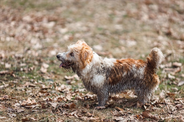 Cachorro em uma poça Um filhote de Jack Russell Terrier sujo fica na lama na estrada Chão molhado após chuva de primavera