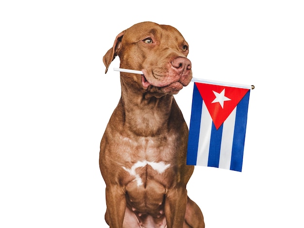 Cachorro encantador con la bandera nacional Cuba