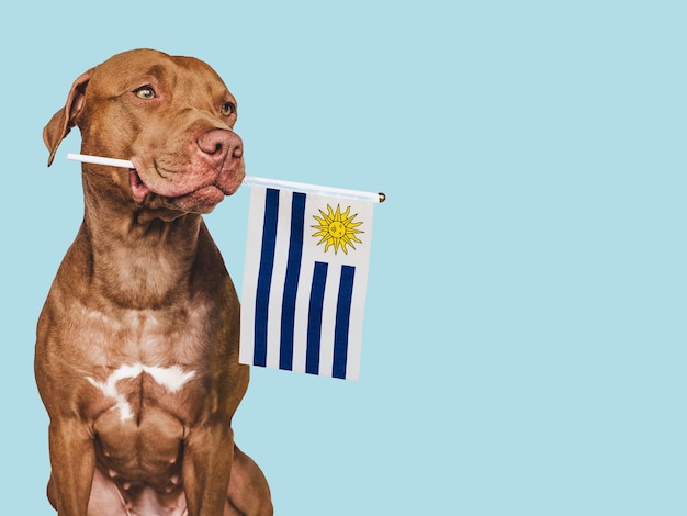 Cachorro encantador con la bandera nacional de Uruguay