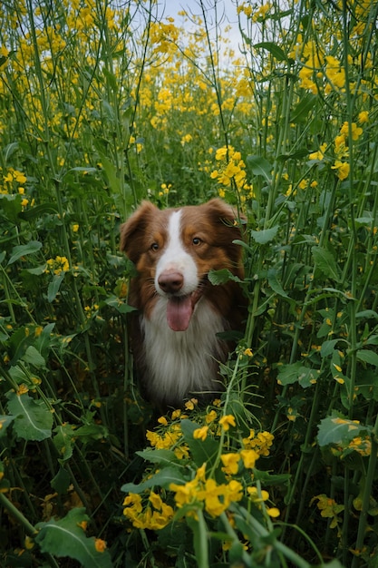 Cachorro encantador em campo amarelo florescente em flores no verão ou no final da primavera Conceito de natureza e animais de estimação