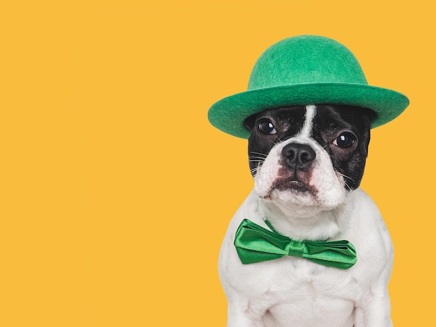 Foto un cachorro encantador y un sombrero verde brillante