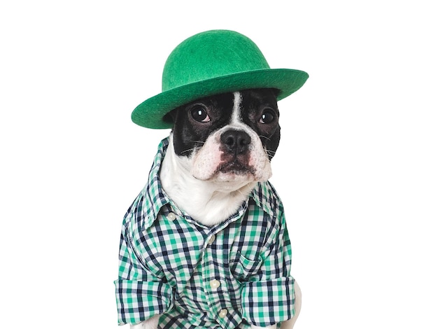 Foto un cachorro encantador y un sombrero verde brillante