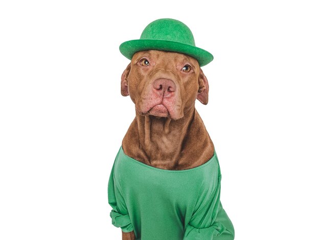 Foto un cachorro encantador y un sombrero verde brillante