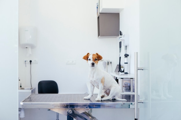 Foto cachorro enfermo a punto de someterse a una revisión en el hospital