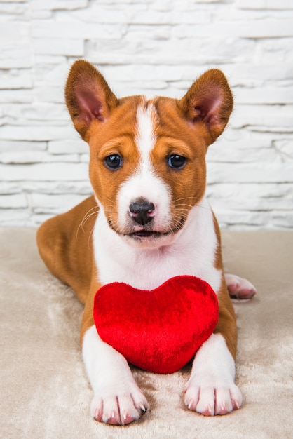 Cachorro engraçado basenji vermelho com coração vermelho.