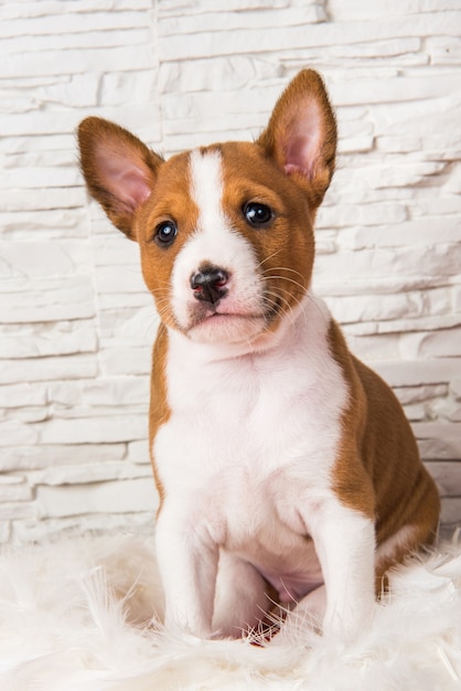 Cachorro engraçado Basenji vermelho sentado em penas brancas