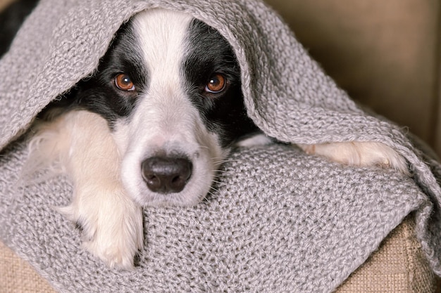 Cachorro engraçado cachorro border collie deitado no sofá, sob o cachecol de malha quente dentro de casa, cachorro se destaca de ...