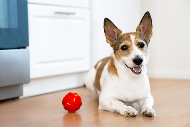 Cachorro engraçado com sorrisos felizes brincando em casa com uma bola de brinquedo que faz barulho