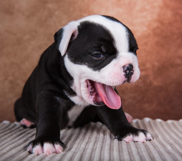 Cachorro engraçado dos valentões americanos está sorrindo em um fundo marrom