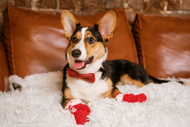 Cachorro engraçado e engraçado no sofá com meias vermelhas e gravata borboleta