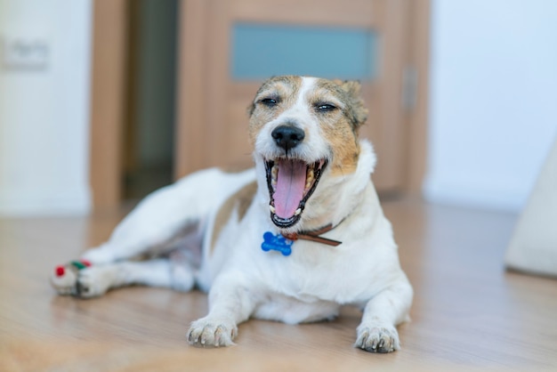 Cachorro engraçado e sonolento bocejando bocejando em casa olhando para a câmera deitada no chão com vontade de dormir