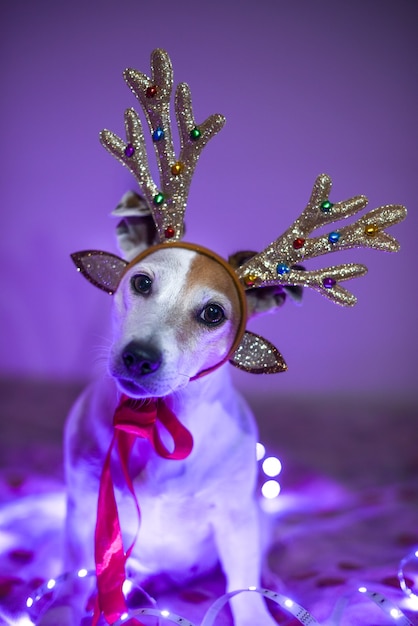 Foto cachorro engraçado fantasiado de veado com chifres, guirlanda cintilante, baile de máscaras