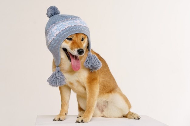 Cachorro engraçado fofo com chapéu azul sobre fundo claro mostra língua engraçada animal puro-sangue posin ...