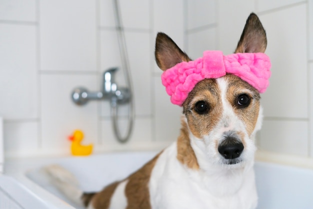 Cachorro engraçado no banheiro, mascote tomando banho. higiene animal