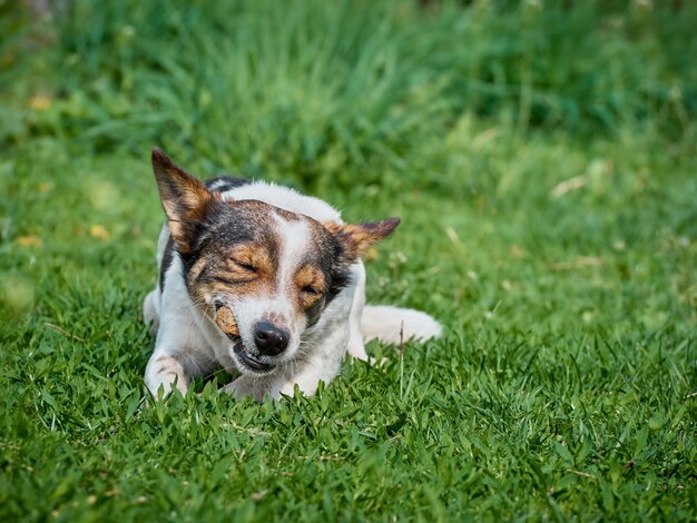 Cachorro engraçado no campo.