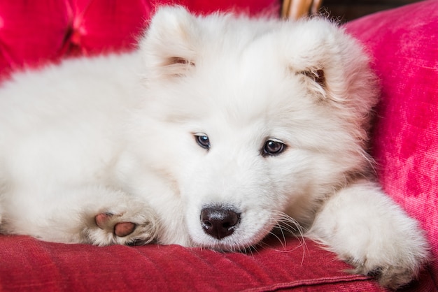 Cachorro engraçado Samoyed no sofá vermelho luxuoso