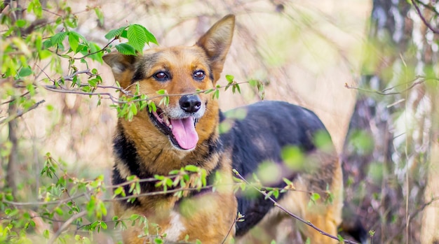 Cachorro enquanto caminhava na floresta. o cachorro olha através de matagais na floresta