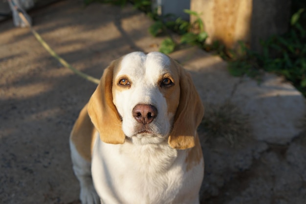 Cachorro esperou o dono na frente de casa