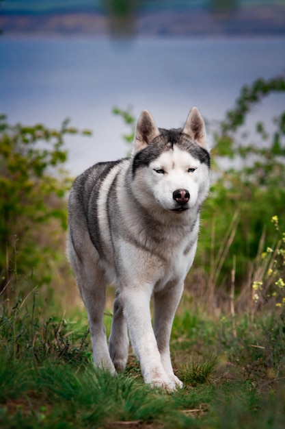 cachorro está andando na grama. Caçador perigoso. Husky siberiano está em execução.