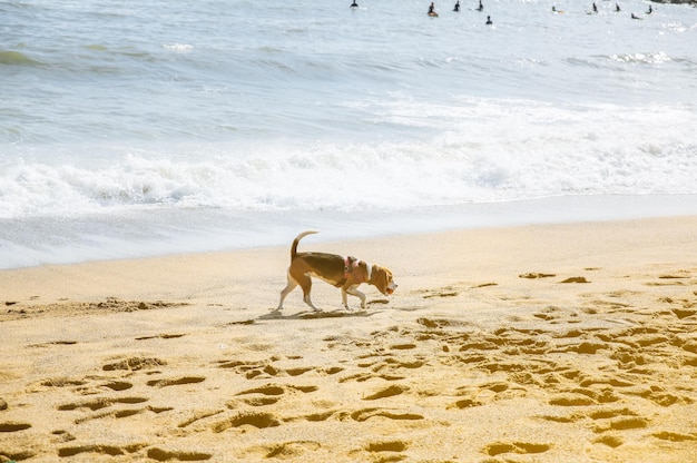 Cachorro está andando na praia com uma bola na boca Foto de verão de descanso Animal de estimação perto do mar Férias divertidas Estilo de vida saudável