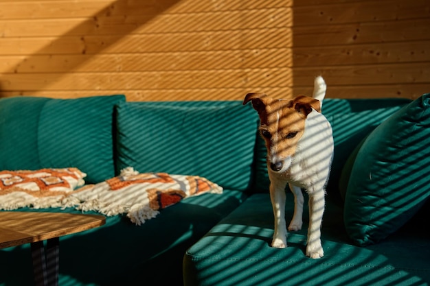 Cachorro está de pé no sofá na sala de estar Interior elegante de casa com animal de estimação curioso no lugar para relaxar Retrato de Jack Russell terrier com sombras de persianas