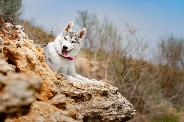 Foto cachorro está deitado na grama. retrato de um husky siberiano. fechar-se. descansando com um cachorro na natureza. paisagem com um rio.