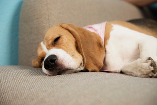 Foto cachorro está dormindo no sofá. amor e ternura para animais de estimação. fechar-se.